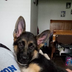 Meet your Posher, Lisa